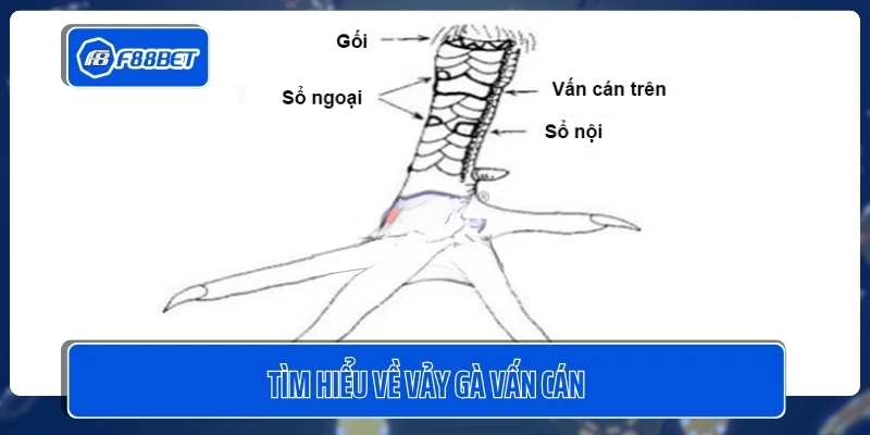 Tìm hiểu về vảy gà vấn cán