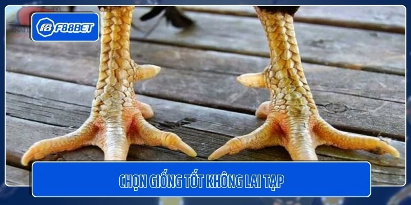 Chọn giống tốt không lai tạp