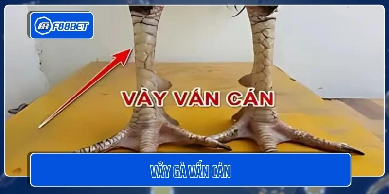 Vảy Gà Vấn Cán - 5 Bí Quyết Chọn Gà Chọi Hiệu Quả Cho Kê Thủ